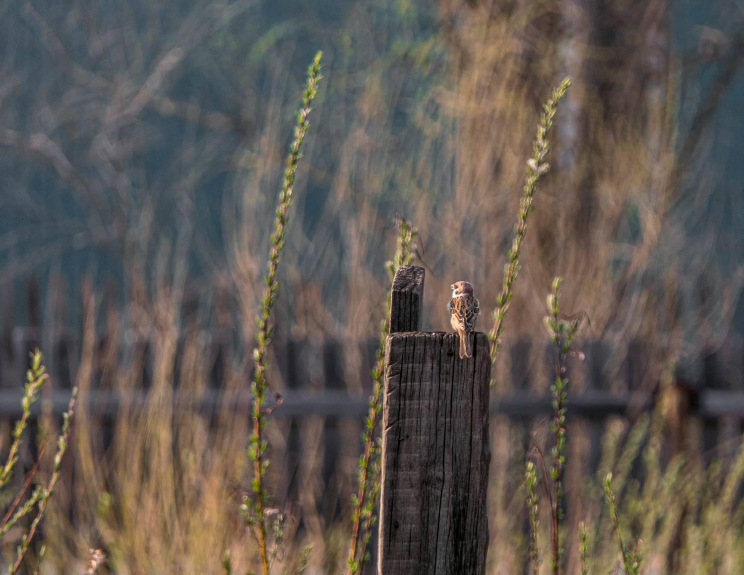 Photo #7668668