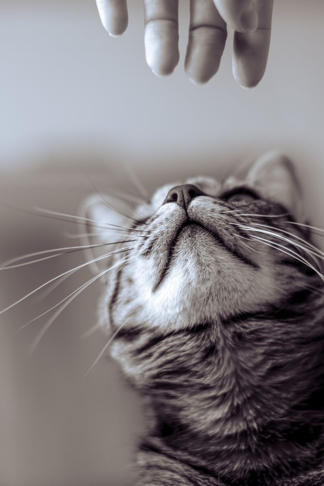 Cat and his man