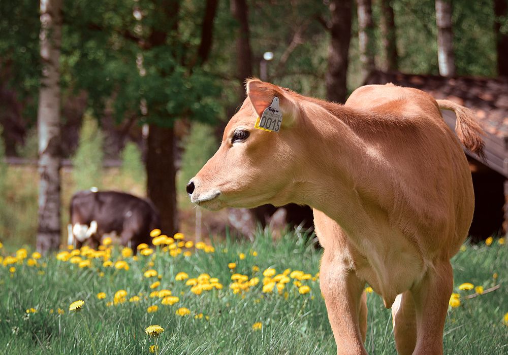 Фотография автора Anna NovaLova