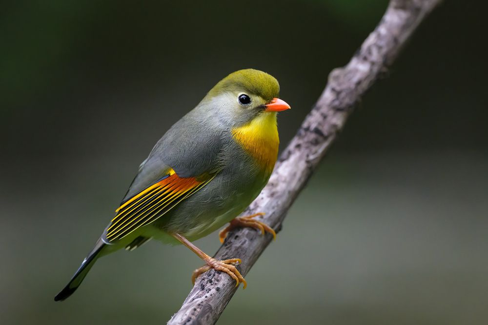 Photograph by Chan Benny