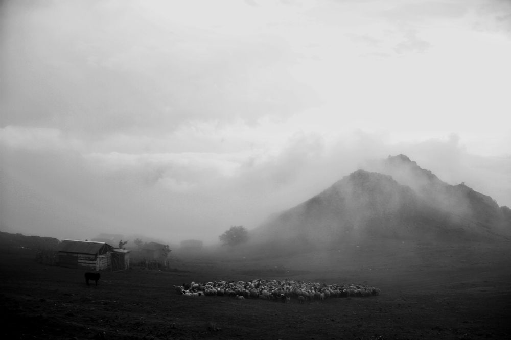 Photograph by samaneh jamali