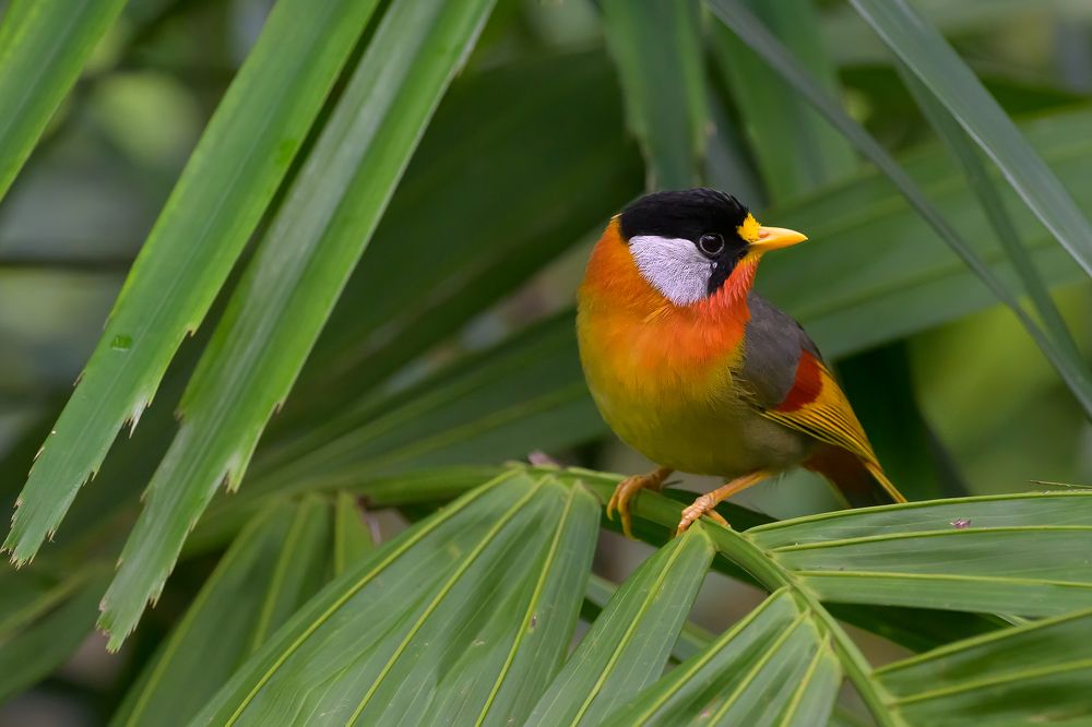 Photograph by Chan Benny