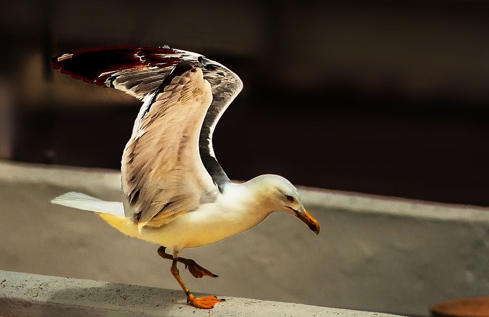 Photograph by Zuazua Fernando