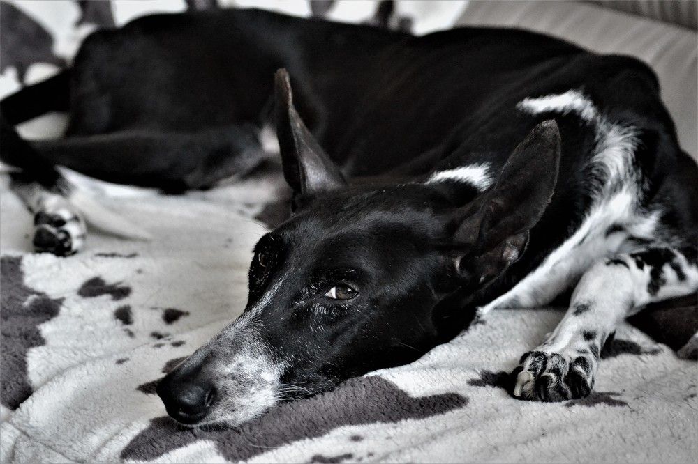 Photograph by Zdeňka Hudcová