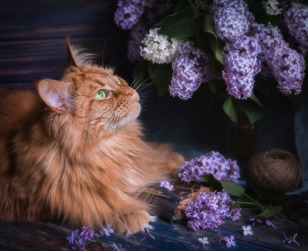 Сиреневый вечер