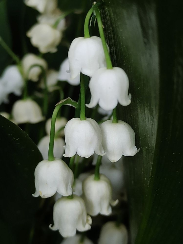 Photograph by Halina Mitsevich