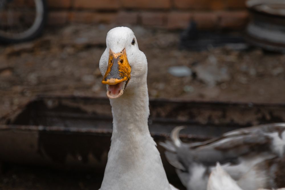 Photograph by Виталий Шкадинов