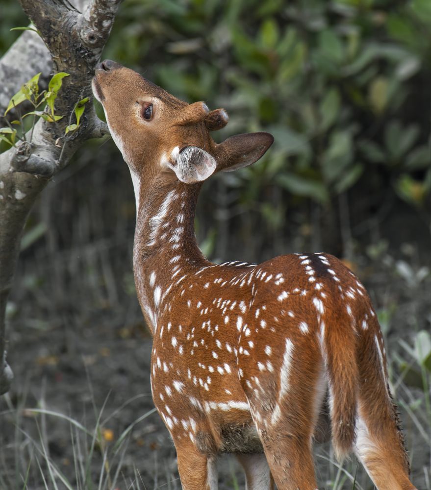 Photograph by Souvick Mukherjee