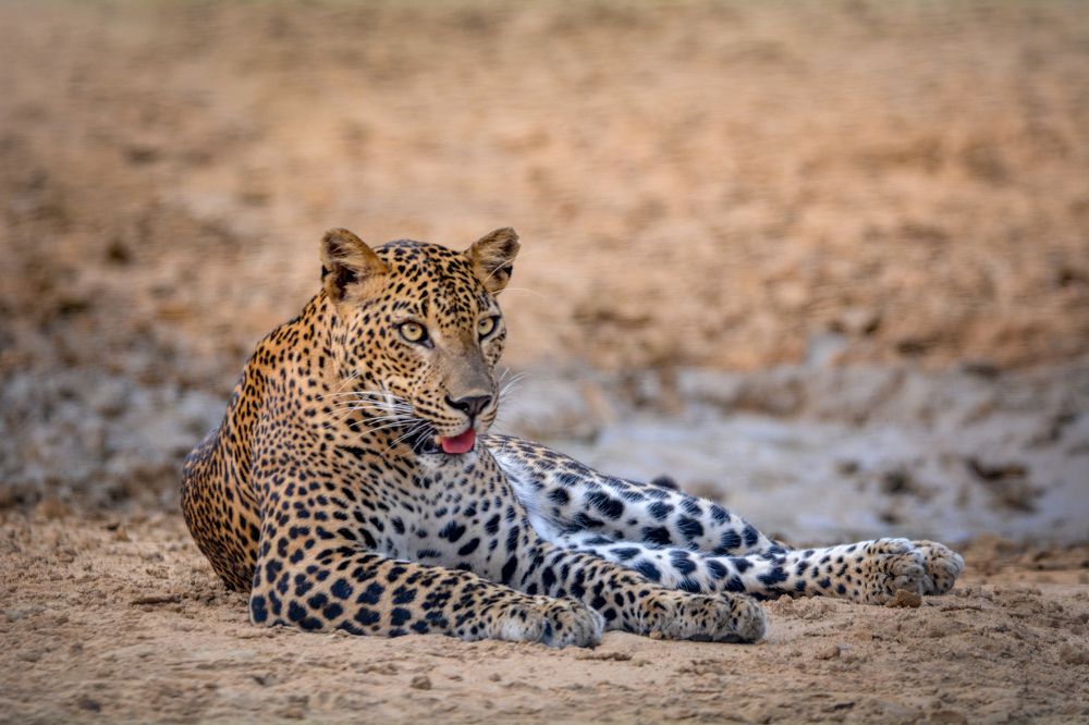 Photograph by Pakalon Janakan