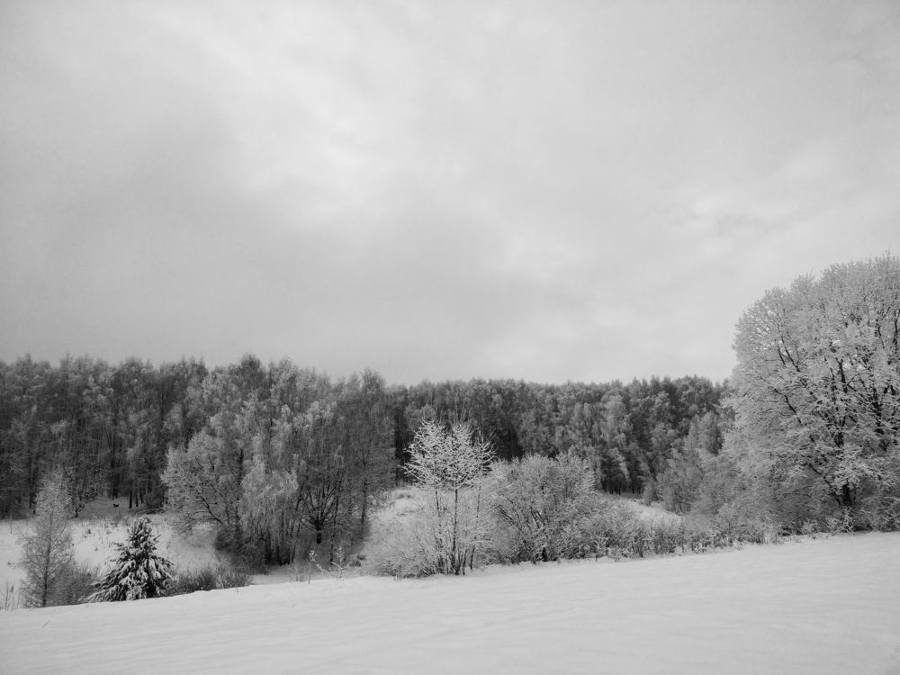 Зимний лес