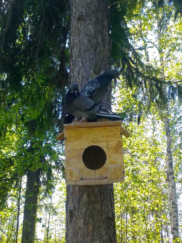 Photograph by Нина Гирнык