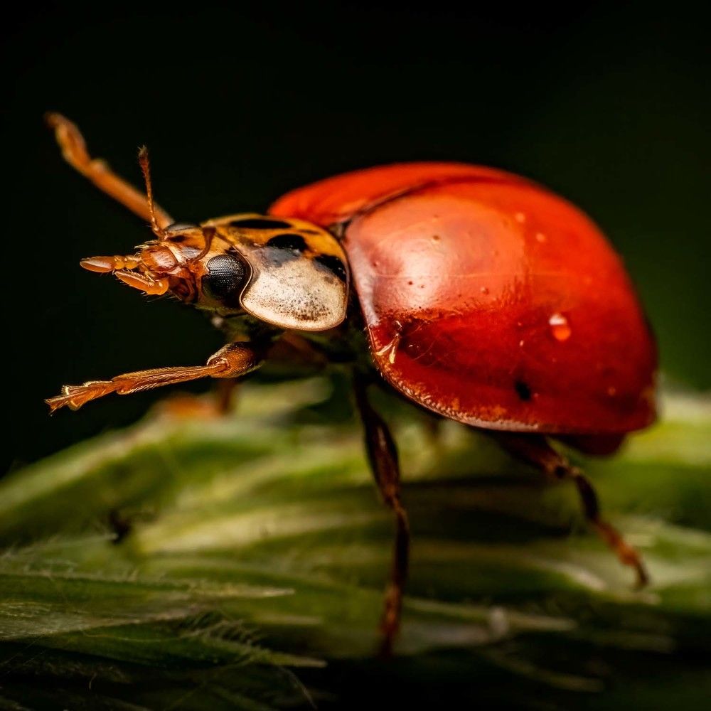 Фотография автора Alexander Dolapchiev