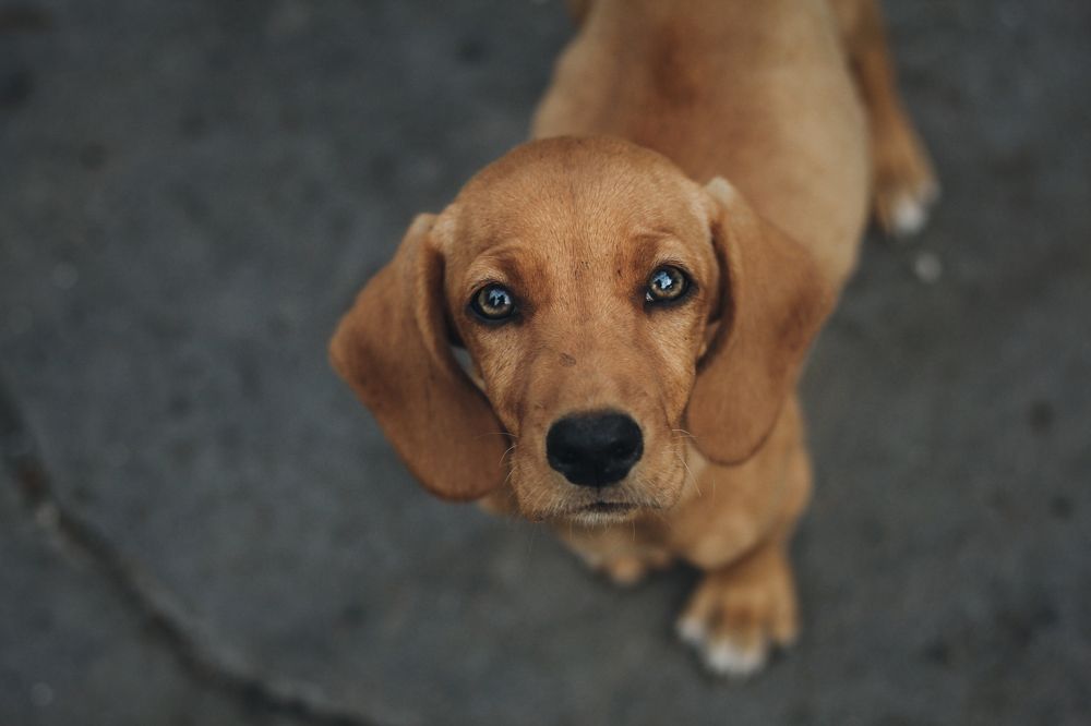 Фотография автора Mikheil Darsavelidze