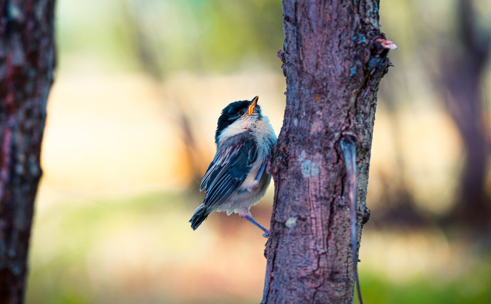 Фотография автора Антон Сандалов