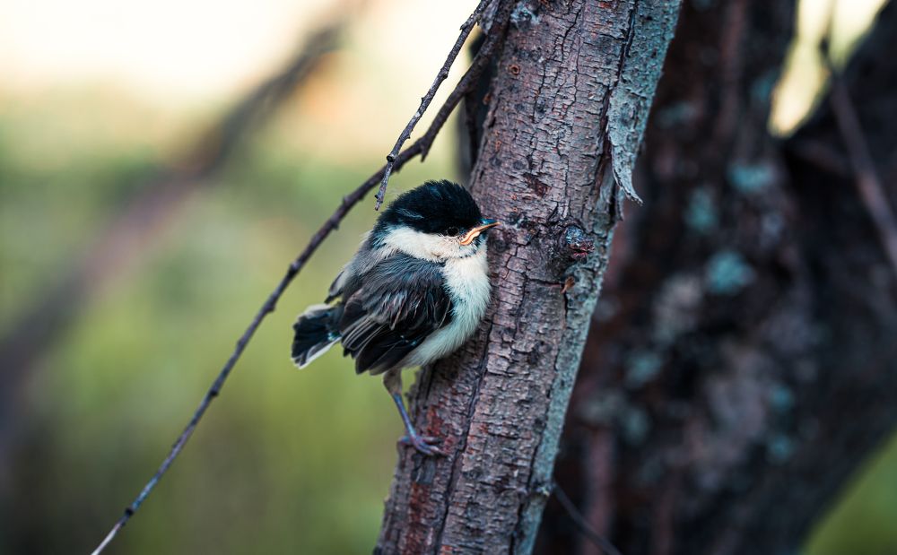 Фотография автора Антон Сандалов