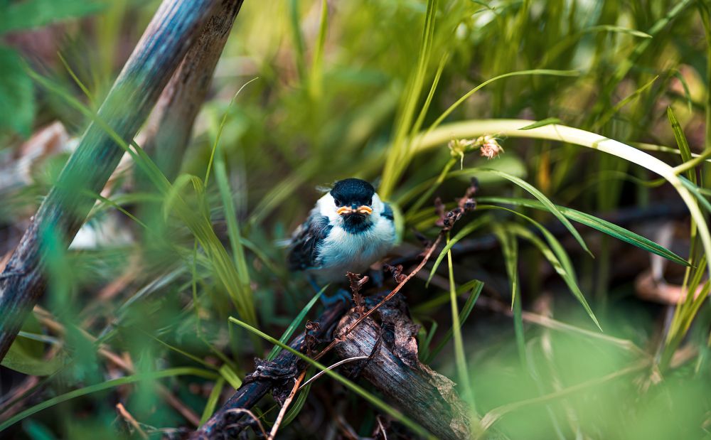 Фотография автора Антон Сандалов