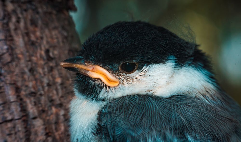 Фотография автора Антон Сандалов