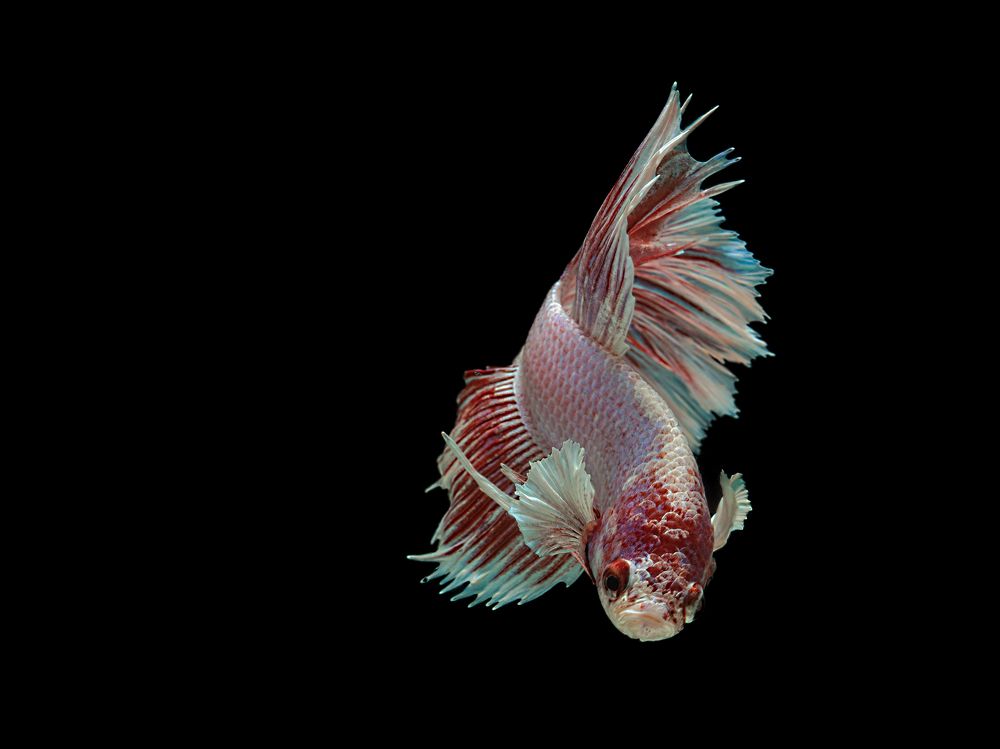 Photograph by Budi Yuwono