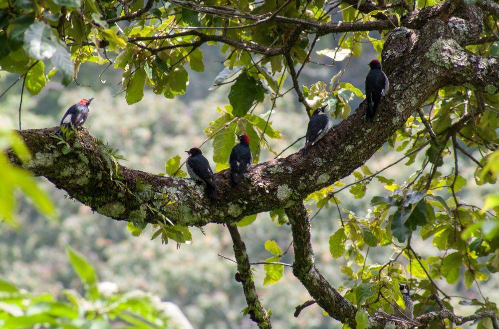 Photograph by Juan José Rodas