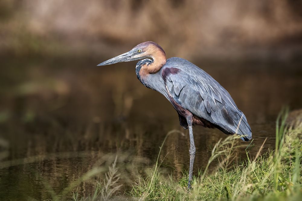 GOLIATH HERON