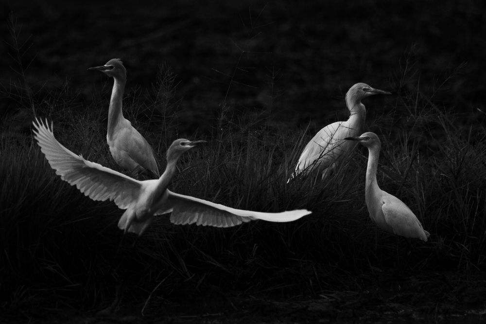 Group of castle egret