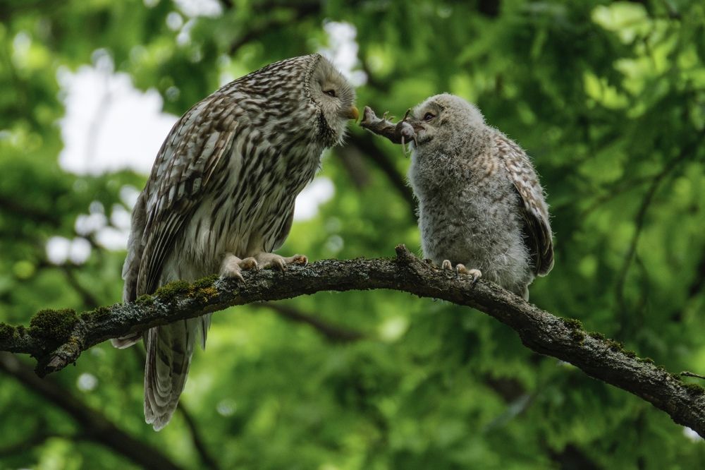 Mother’s love