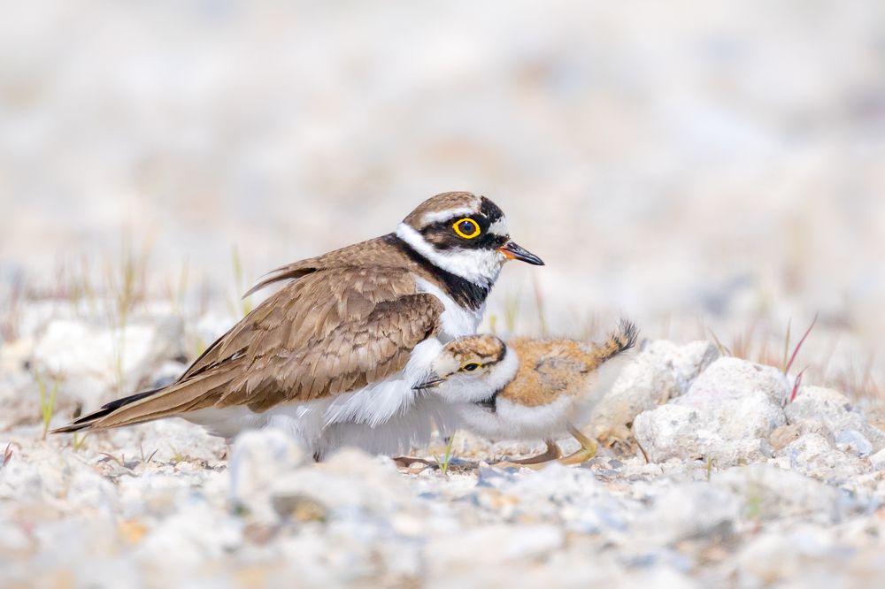 Little ringed plover parent and child
