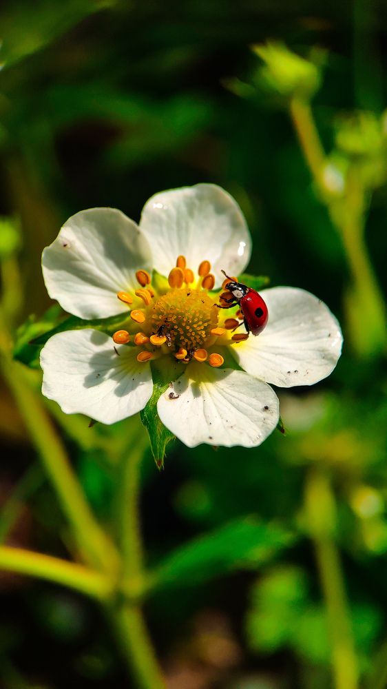 Photograph by Мария Романова