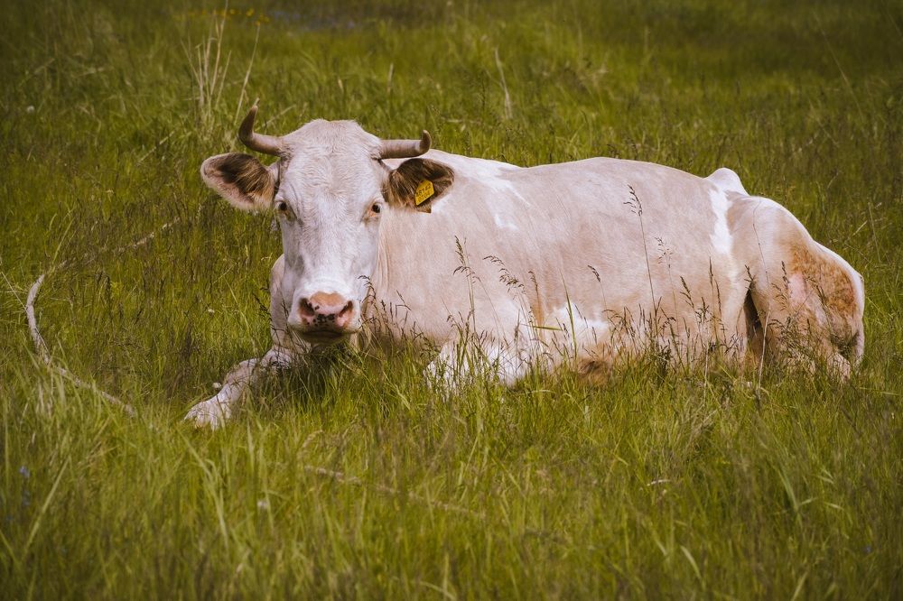 Photograph by Виктория Селютина