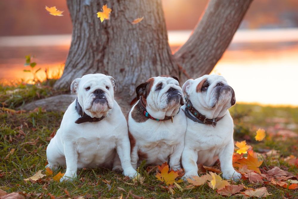 Три богатыря