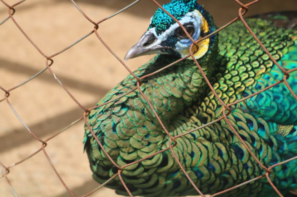 Photograph by Deasy Junita Dhani Hidayana