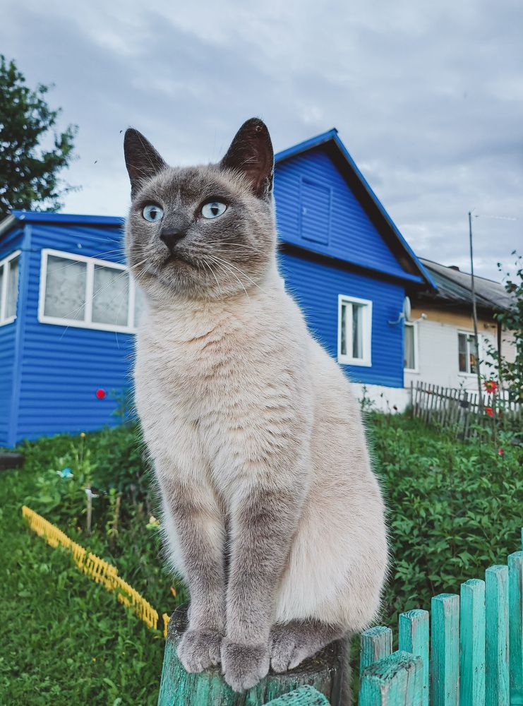 Летом в деревне.