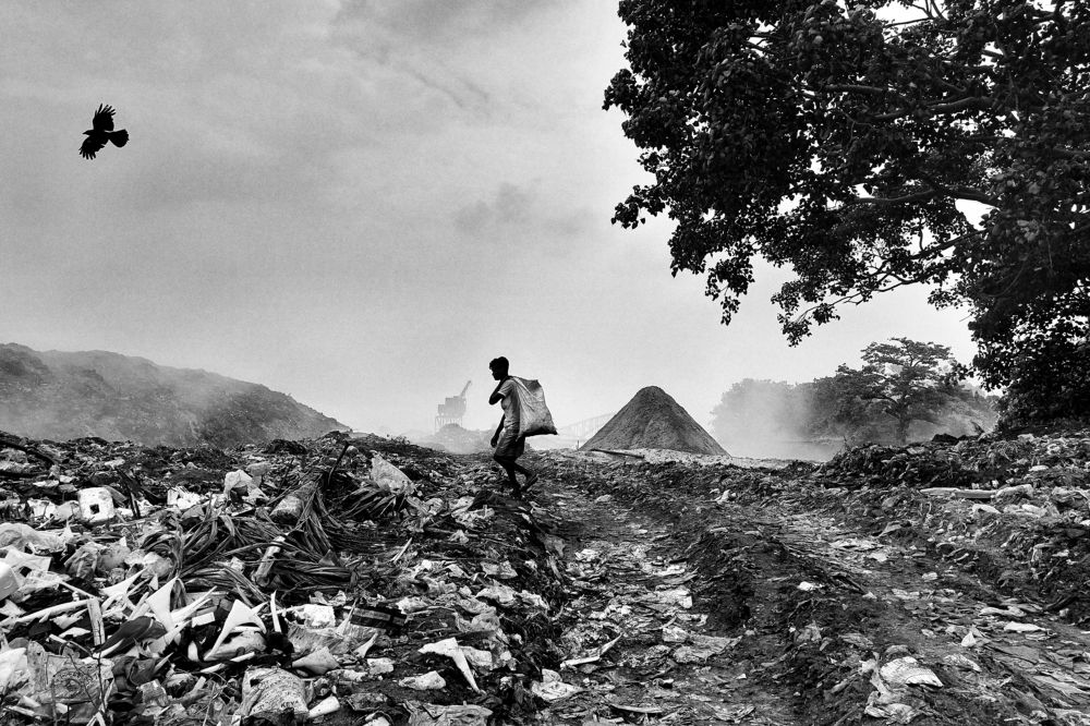 The struggle to survive in the rubbish heap.