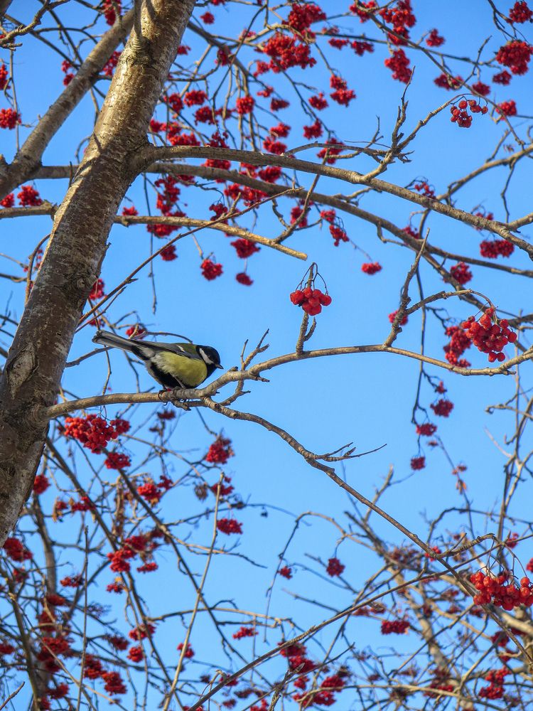Синица на рябине.