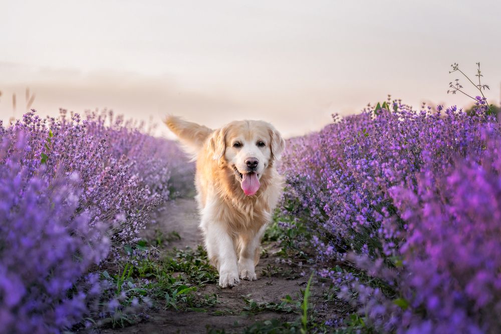 Photograph by Виола Поликарпова