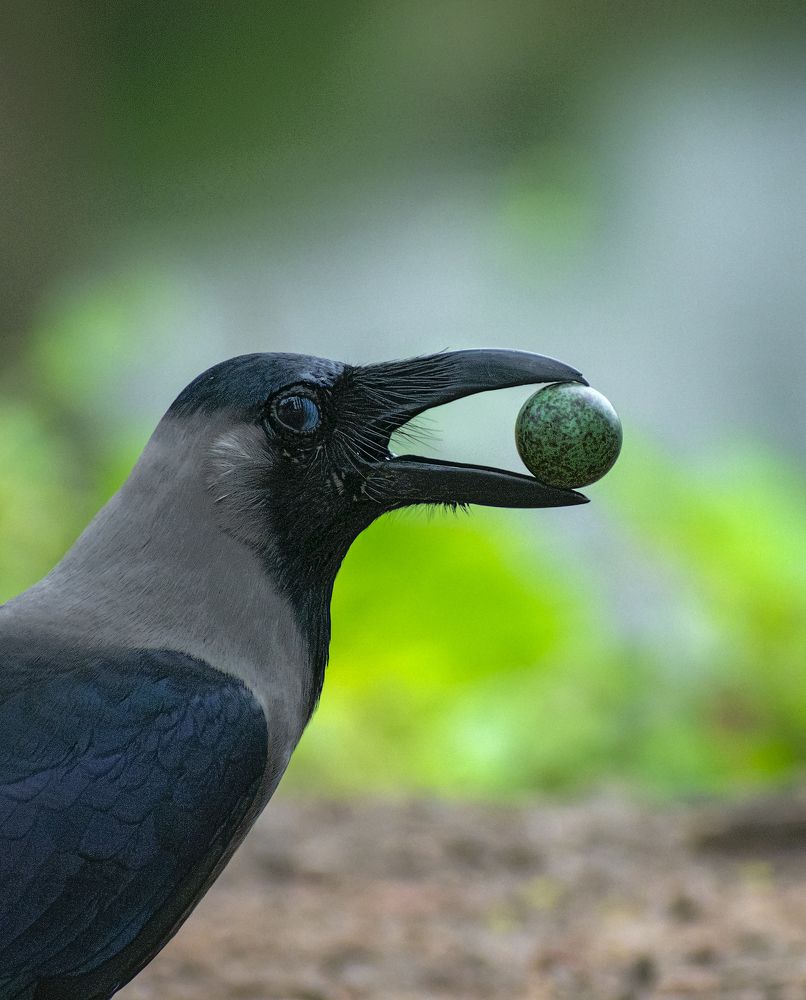 Photograph by Asamanj Maiti