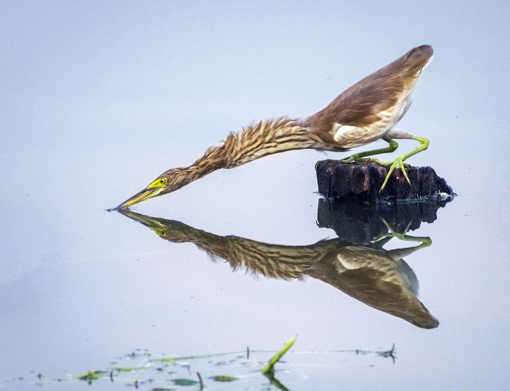 Photograph by Asamanj Maiti