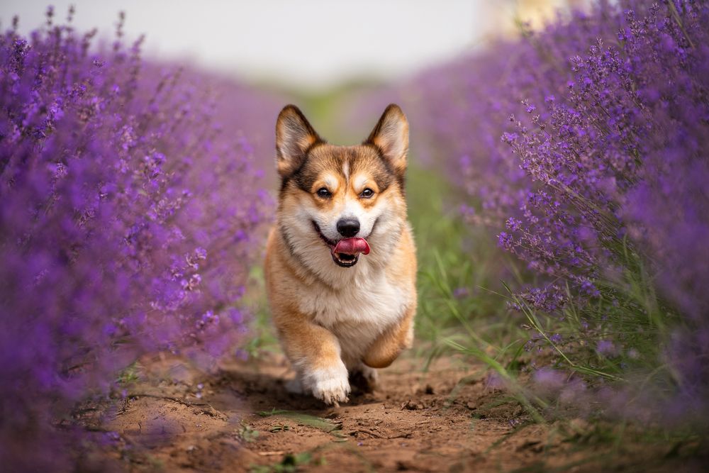 Photograph by Виола Поликарпова