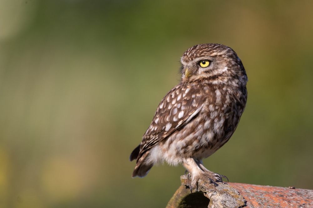 Little Owl