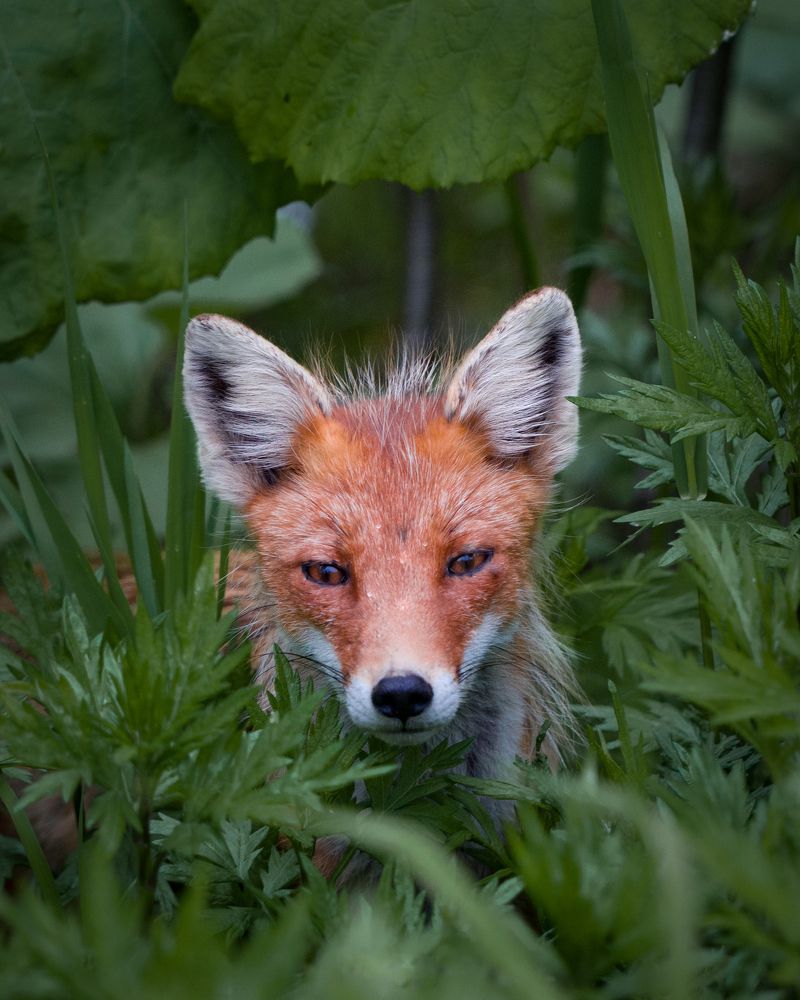 Photograph by Игорь Дудковский