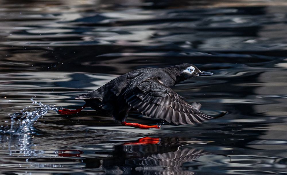 Spectacled Guillemot
