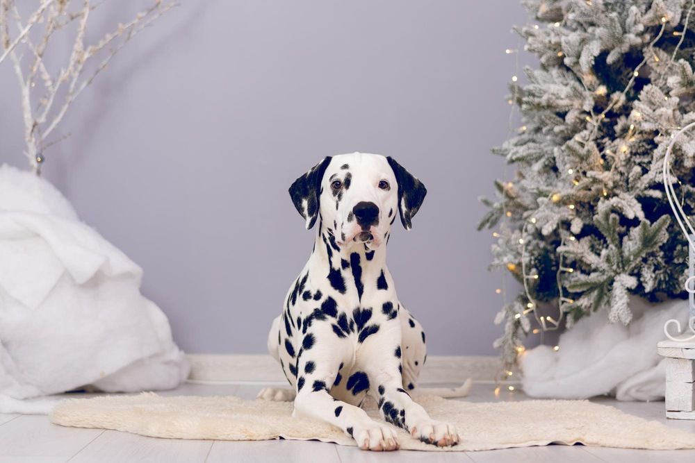 Photograph by Mariko