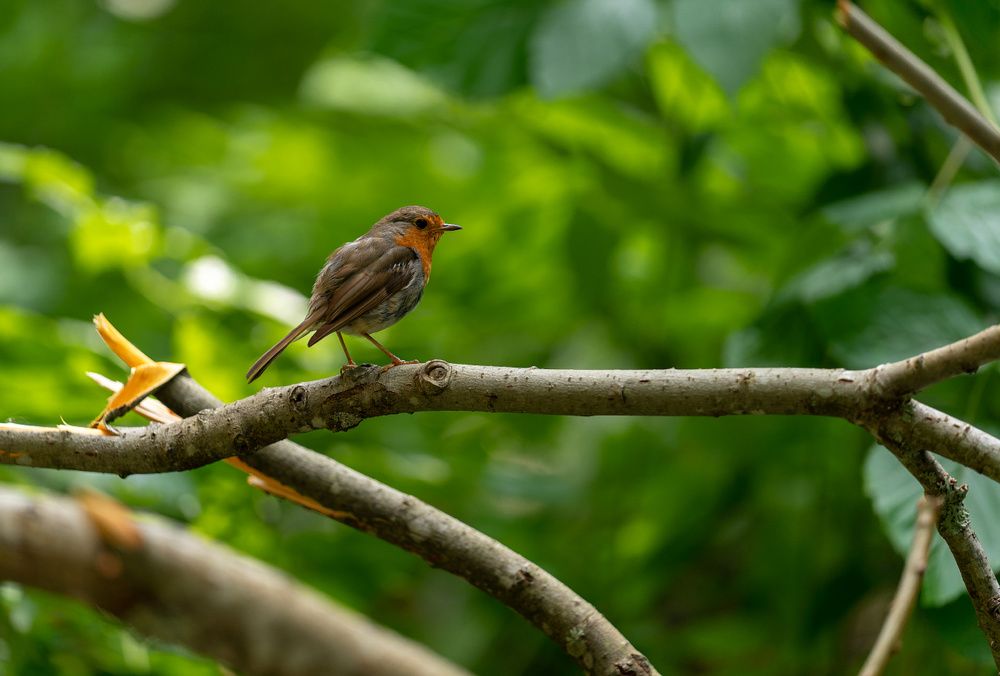 Photograph by Денис Ярви