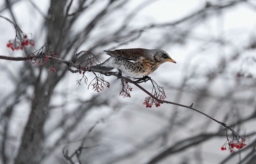 Photograph by Денис Ярви