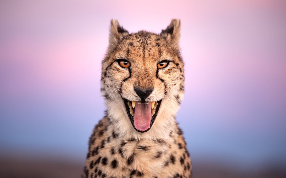 Photograph by Byron Grobler