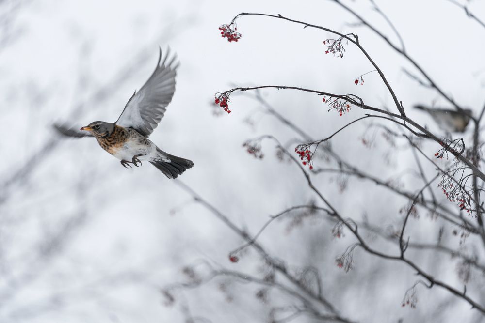 Photograph by Денис Ярви