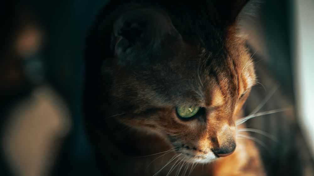 Фотография автора Платон Скобелев