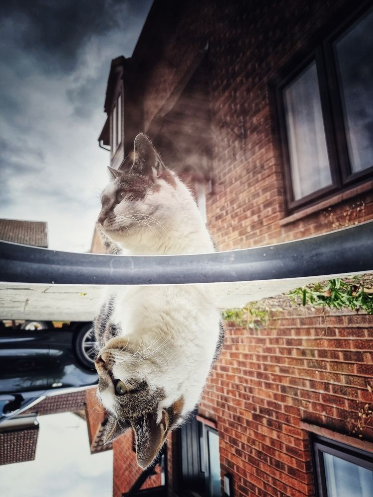 Фотография автора Elvira Cutler