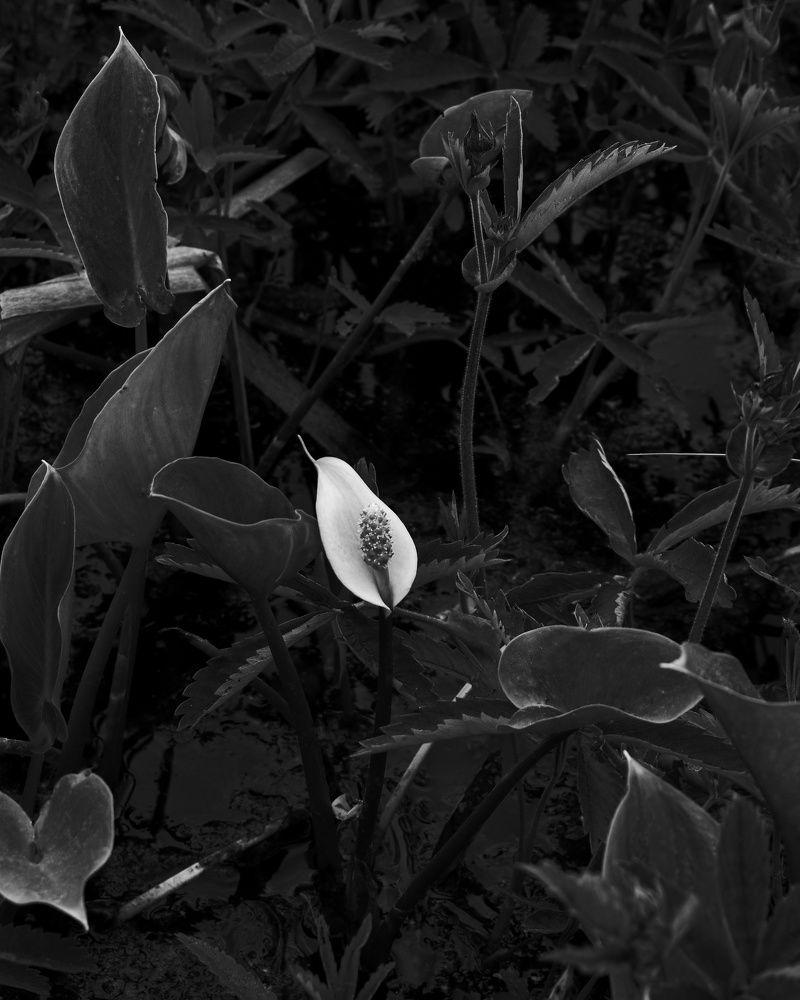 Photograph by Татьяна Носкович