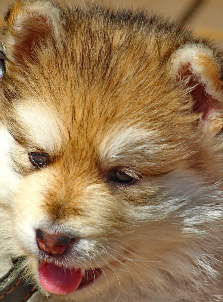 Photograph by Николай Николаевич Леухин